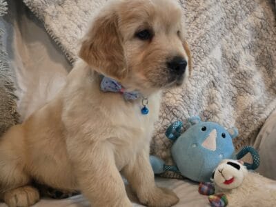 Golden retriever puppies