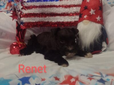 Miniature schnauzer puppies