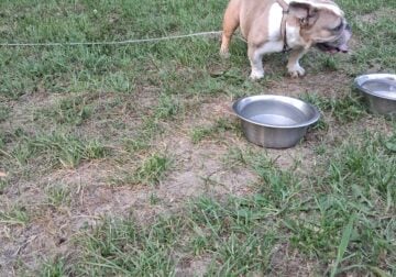 Frenchie bully female 1 in a half years old