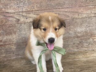 Rough collie pups