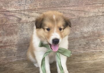 Rough collie pups