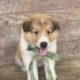Rough collie pups