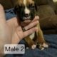 AKC Boxer Puppies for sale