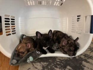 Alli & Gator’s Litter