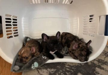 Alli & Gator’s Litter