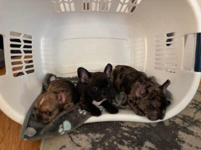 Alli & Gator’s Litter