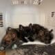 Alli & Gator’s Litter