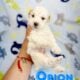 Toy poodles