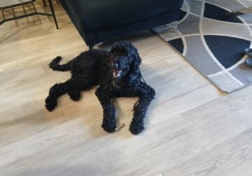 Doodle for sale name gino just above 1 years old