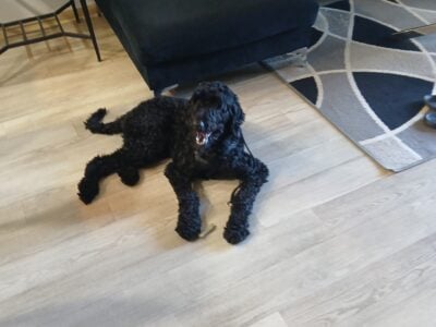 Doodle for sale name gino just above 1 years old