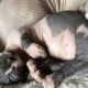 SPHYNX KITTENS / males