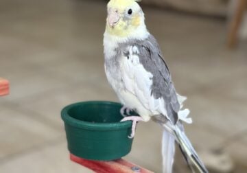 Cocktail hand fed