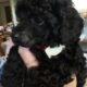Toy poodle puppies yorki poo