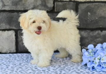 ShihPoo For Sale Baltic Ohio-Tristan