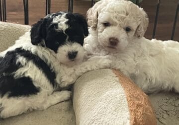 Toy Golden Doodles Parti One Boy One Girl