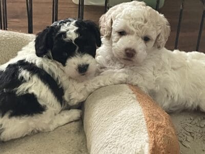 Toy Golden Doodles Parti One Boy One Girl