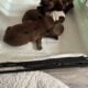 Shih Tzu puppies