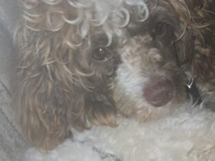 Parti toy poodle