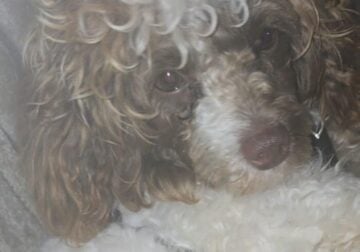 Parti toy poodle