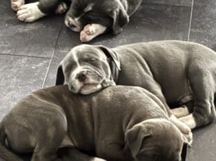Puppies looking for forever home