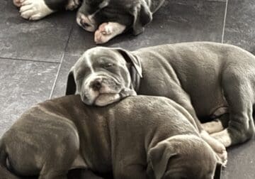 Puppies looking for forever home