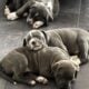 Puppies looking for forever home