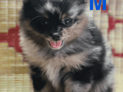 Pomeranian Merle