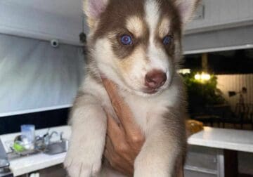 Siberian husky puppies