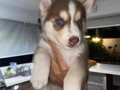 Siberian husky puppies