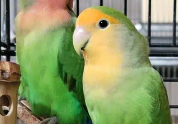 Orangefaced Lovebird
