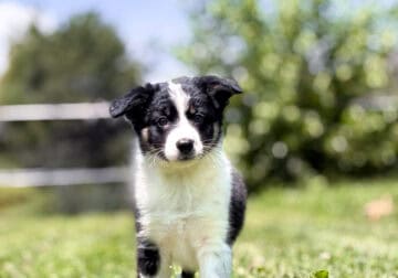 ABCA female border collie