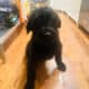 Labradoodle puppy