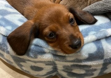 Ready to meet Poppy