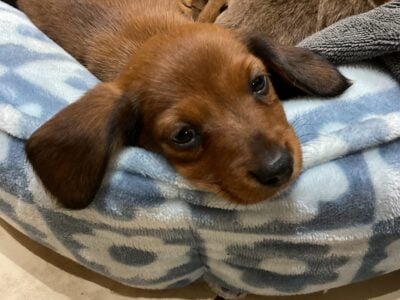Ready to meet Poppy