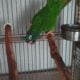 Blue Crown Conure