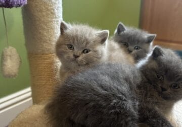 British shorthair kittens