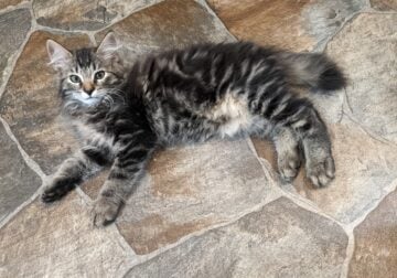 American Bobtail kittens available Purrfect! ❤️