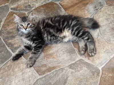 American Bobtail kittens available Purrfect! ❤️