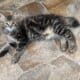 American Bobtail kittens available Purrfect! ❤️