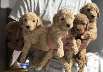 Duddy’s Goldendoodles
