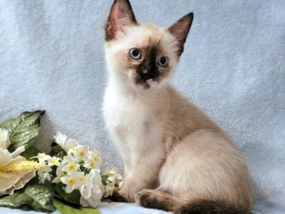 Sphynx Outcross