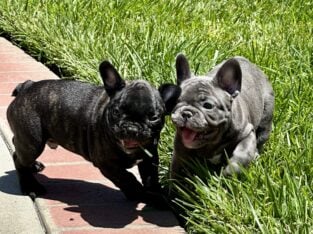 French Bulldogs for Sale