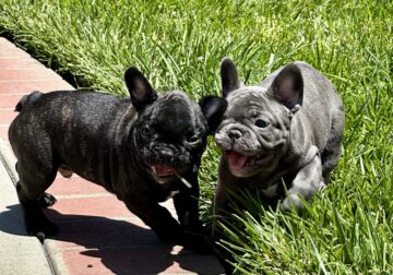 French Bulldogs for Sale