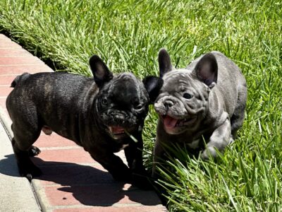 French Bulldogs for Sale