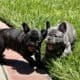 French Bulldogs for Sale