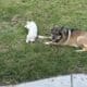 German shepherd Great Pyrenees puppy