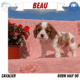 AKC CAVALIER PUPS