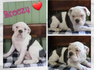 Breezy Female IOEBA Olde English Bulldogge