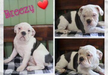 Breezy Female IOEBA Olde English Bulldogge