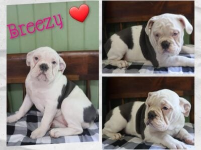 Breezy Female IOEBA Olde English Bulldogge
